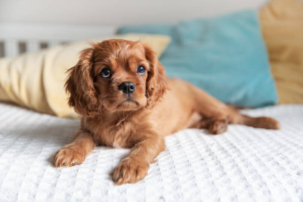 istock Cute puppy on the bed 1158816224
