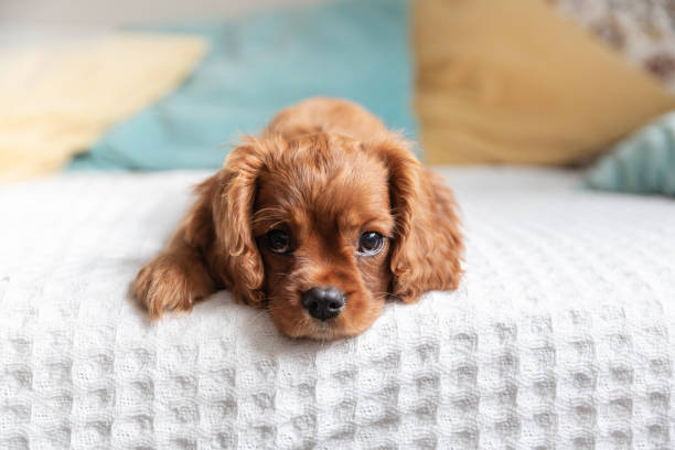 istock Cute puppy on the bed 1158816225
