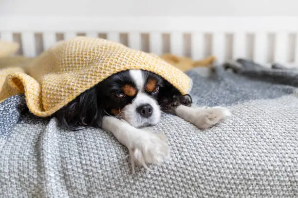 Funny lazy dog under the blanket