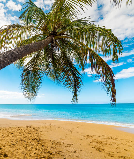 istock Palm tree and golden sand in La Perle beach 1158816234