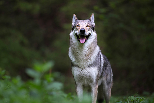 Wolfdog en el bosque photo