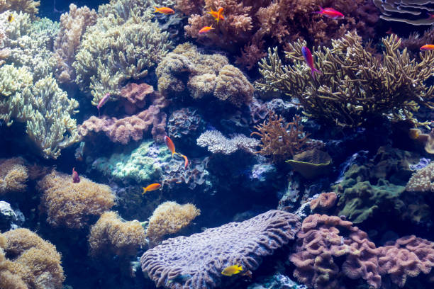 istock Saltwater coral reef aquarium. 1158816294