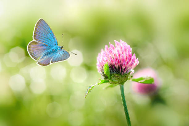 istock Wild clover flowers and blue butterfly macro 1158816400