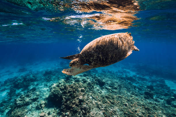 istock Sea turtle in blue ocean. Green sea turtle underwater 1158816452