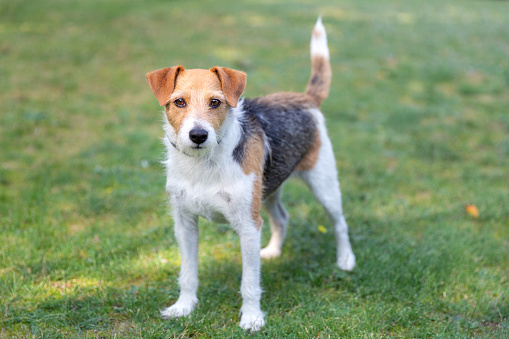 Portrait of a dog, Parson Russel Terrier