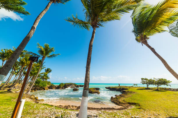 istock Palm trees and blue sea in Bas du Fort beach 1158816637
