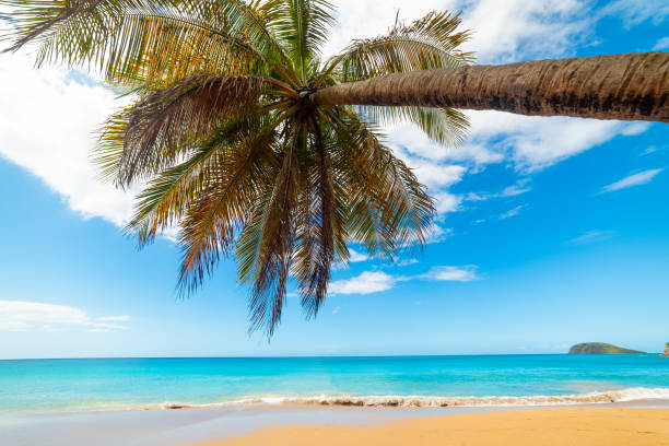 istock Turquoise sea and palm tree in La Perle beach 1158816715