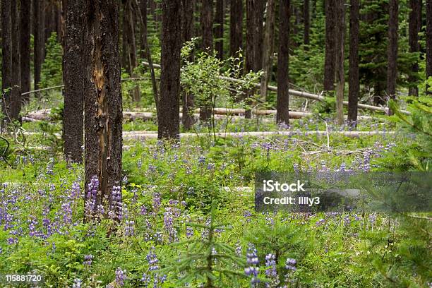 Foto de Prado Alpino Sub e mais fotos de stock de Colúmbia Britânica - Colúmbia Britânica, Flor Selvagem, Bosque - Floresta