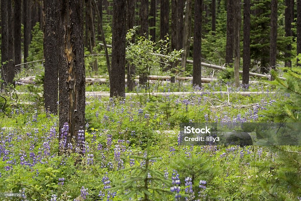 Подпункт «Альпийский луг» - Стоковые фото Британская Колумбия роялти-фри