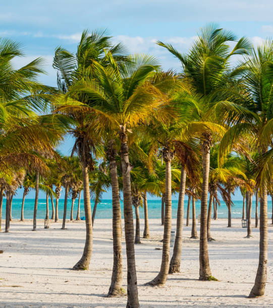 istock White sand and palm trees in Key Biscayne 1158818021