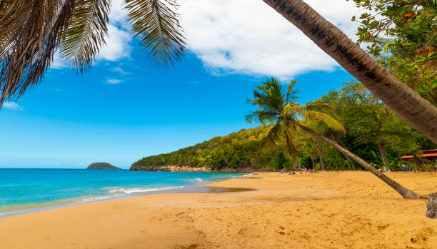 istock Coconut palm trees leaning over La Perle beach in Guadeloupe 1158818162