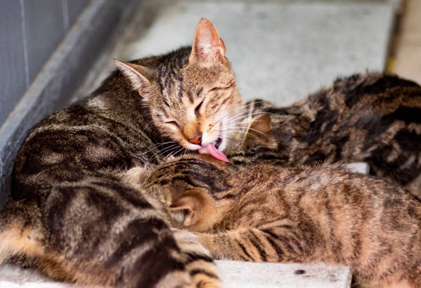 istock Cute cat plays with her mother 1158818331