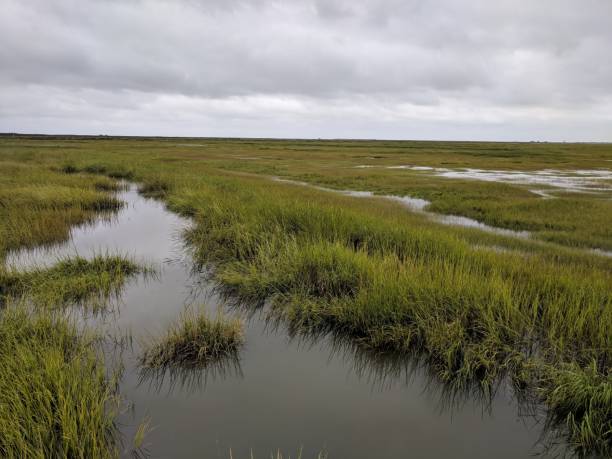 istock New Jersey Coastal Marshes 1158818489