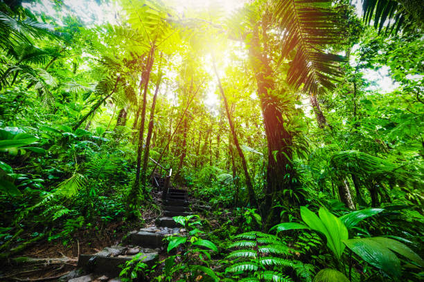 istock Stairway in Guadeloupe jungle 1158818493