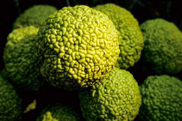 Osage Oranges A stack of hedge apples, also called Osage oranges. maclura pomifera stock pictures, royalty-free photos & images