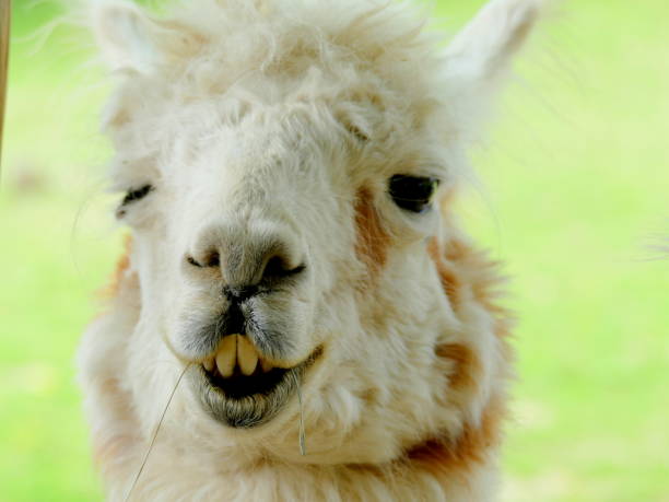 istock Funny Lama Portrait 1158818639