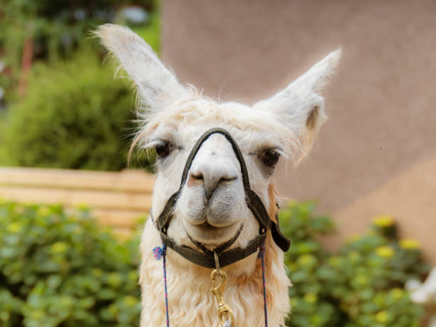Funny Lama Portrait