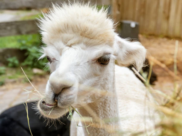 istock Funny Lama Portrait 1158818758