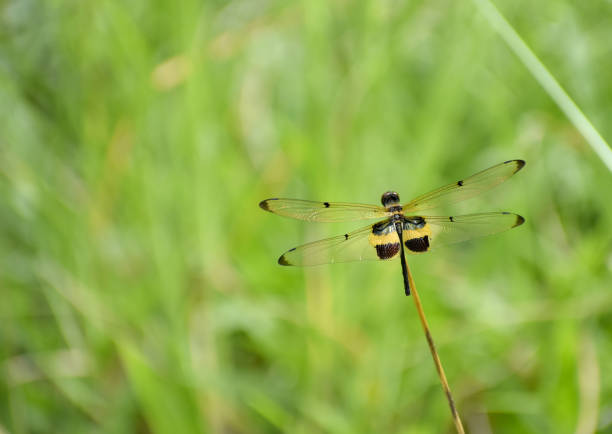 istock Yellow-black dragonfly on grass leaves 1158819447