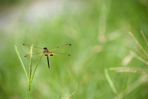 istock Yellow-black dragonfly on grass leaves 1158819448