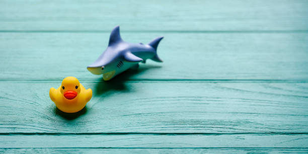 canard en caoutchouc jaune étant poursuivi par un requin en caoutchouc féroce sur un fond en bois de couleur turquoise grainé, représentant conceptuellement l'eau. - grained photos et images de collection
