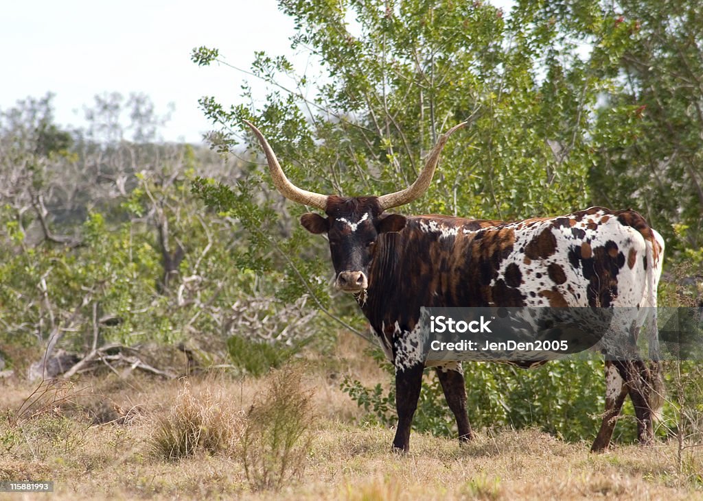 Bull Horns - Lizenzfrei Agrarbetrieb Stock-Foto