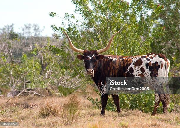 Bull Horns Stockfoto und mehr Bilder von Agrarbetrieb - Agrarbetrieb, Bulle - Männliches Tier, Drehen
