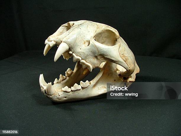 Cougar Skull Showing Canine Teeth Stock Photo - Download Image Now - Animal Skull, Mountain Lion, Open