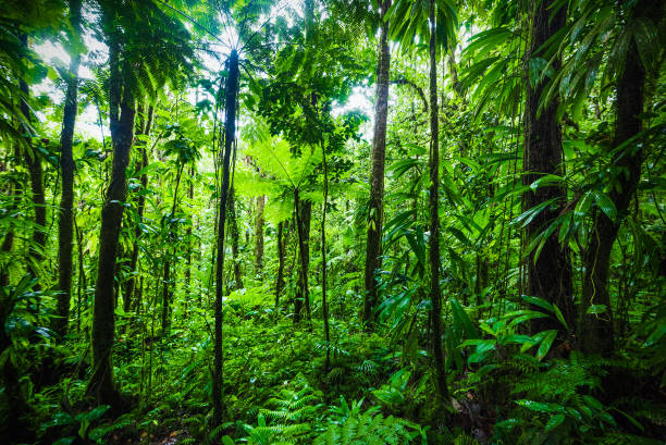 istock Thick vegetation in Guadeloupe jungle 1158820815