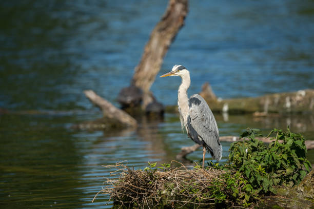 istock A grey heron (Ardea cinerea) standing near a pond 1158821172