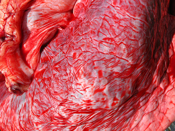 Lungs texture Surface of lungs of a cow. animal lung stock pictures, royalty-free photos & images