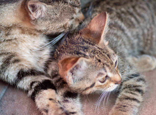 istock Cute cat plays with her mother 1158821492