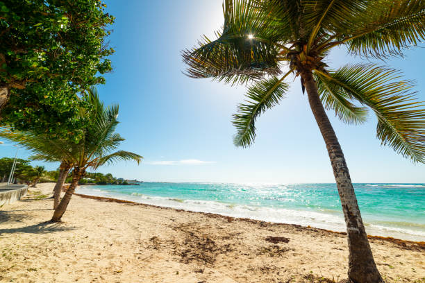istock Raisins Clairs beach under a shining sun in Guadeloupe 1158821622