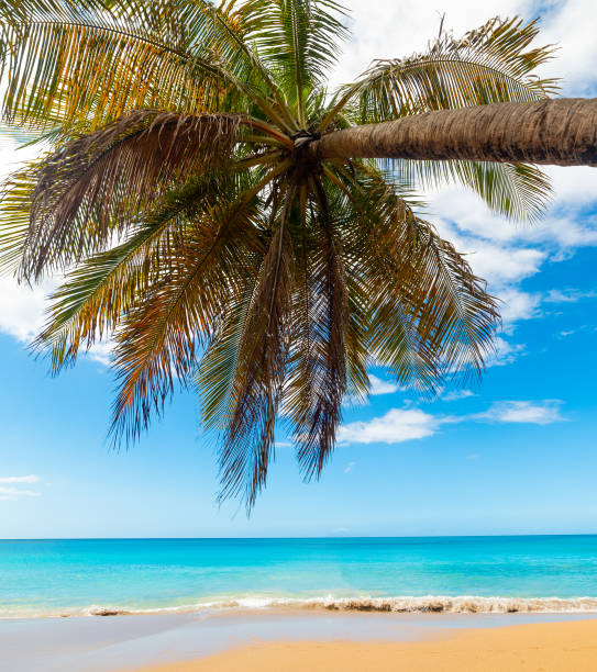 istock Turquoise water and palm tree in La Perle beach 1158821871