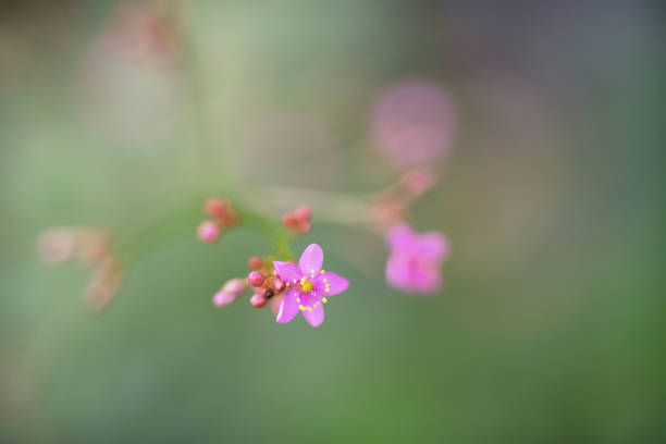 istock Pink flower over green background 1158822146