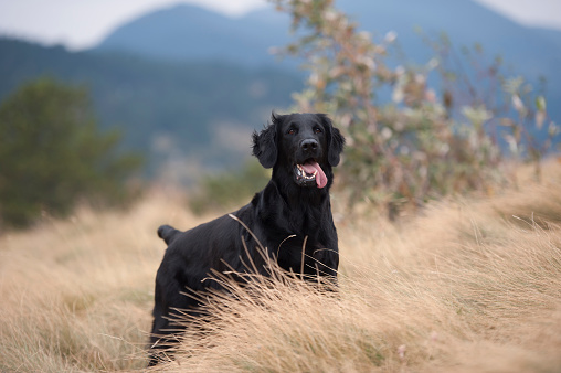 Beautiful black dog flatcoated retriever waiting in high grass. He is happy and cute.
