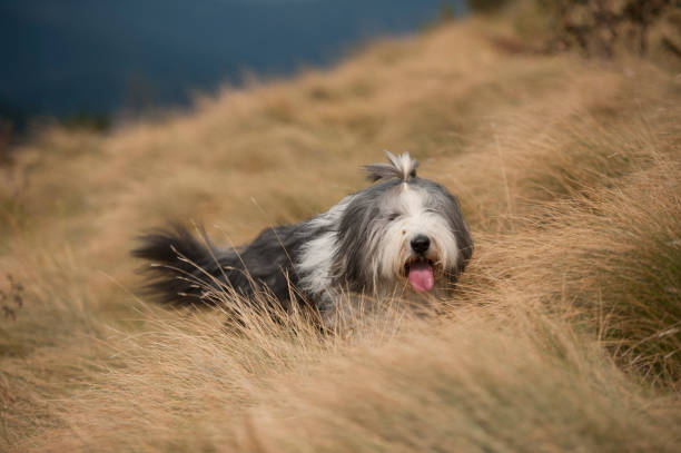 Cute bearded collie dog walking in high grass on a summer sunny day.