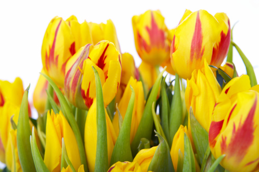 Closeup of isolated tulips.