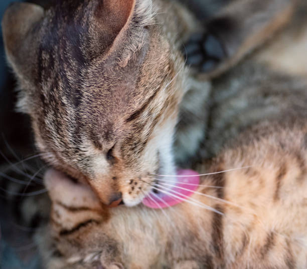 istock Cute cat plays with her mother 1158823574