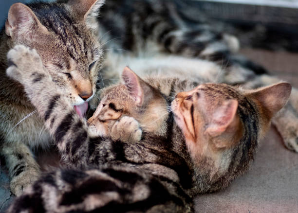 istock Cute cat plays with her mother 1158823635