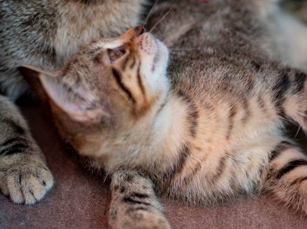 istock Cute cat plays with her mother 1158823643