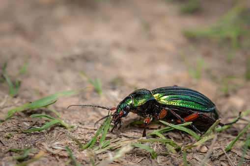 A beautiful green ground beetle (Carabus auronitens, Carabidae) resting on the ground (Austrian Alps)