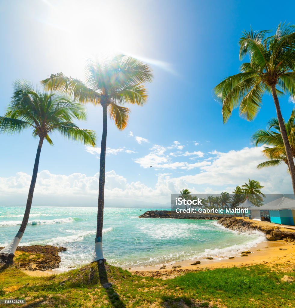 Palm trees in Bas du Fort beach in Guadeloupe Palm trees in Bas du Fort beach in Guadeloupe, French west indies. Lesser Antilles, Caribbean sea Guadeloupe Stock Photo