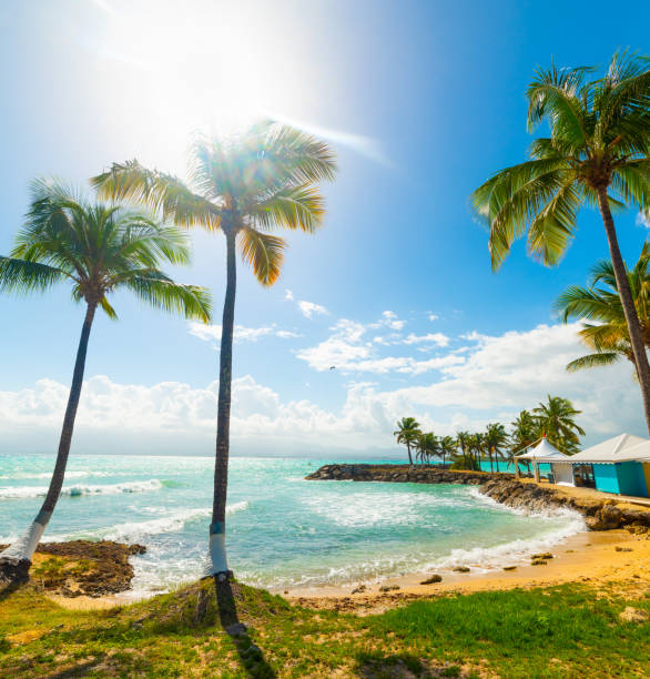 Palm trees in Bas du Fort beach in Guadeloupe stock photo