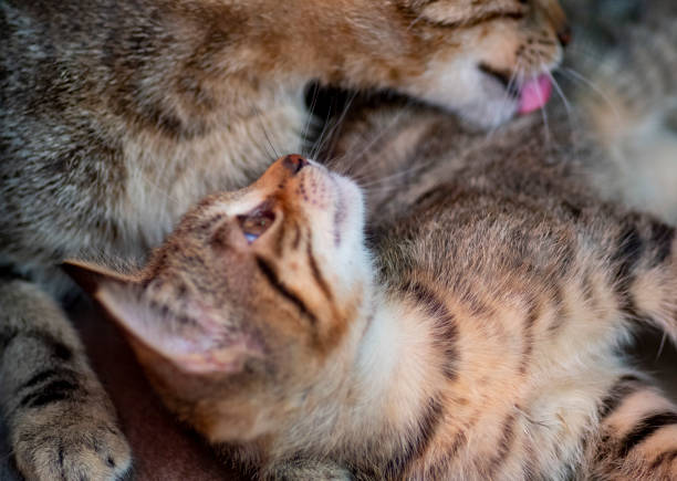 istock Cute cat plays with her mother 1158823838