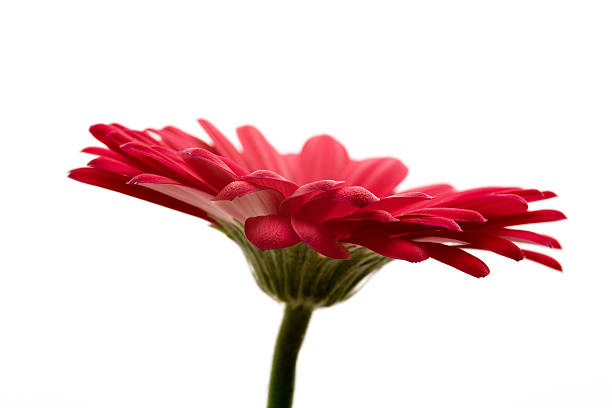 Side view of Red Gerbera stock photo