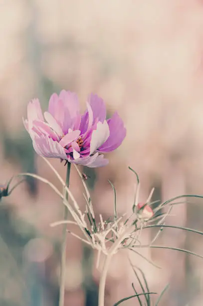 Delicate pink cosme daisy flower on a beautiful background. Copy space.