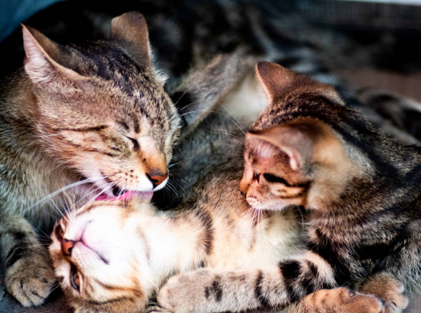 istock Cute cat plays with her mother 1158824536