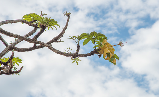 Yellow flowering baobab tree under a blue sky in tropical Darwin, Australia