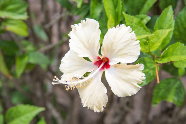 istock Pale Yellow Hibiscus Flower 1158825118
